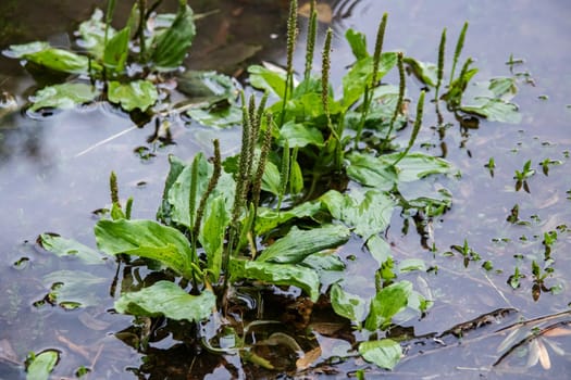 Plantain plant grows out of the water close up