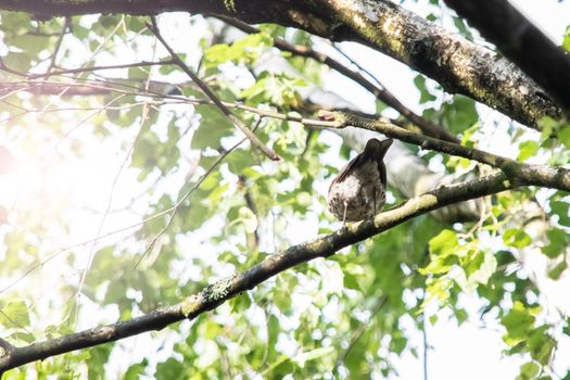 A brown bird sits on a tree branch in the light of the sun in summer