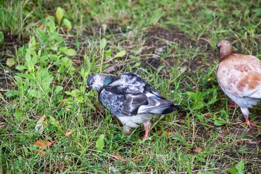 Pigeons walking on green grass close up with copy space