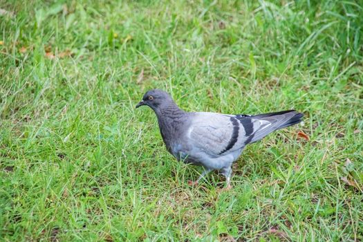 Dove walking on green grass close up with copy space