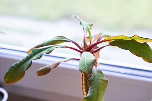 Home plant on the windowsill, green leaves on the red stem close up