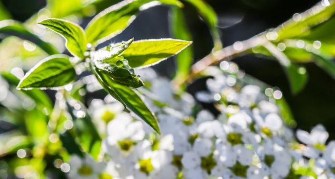 White flowers Thunberg Spirea, Spiraea Thunbergii, and green leaves with drops of rain. Bokeh with sunlight reflection