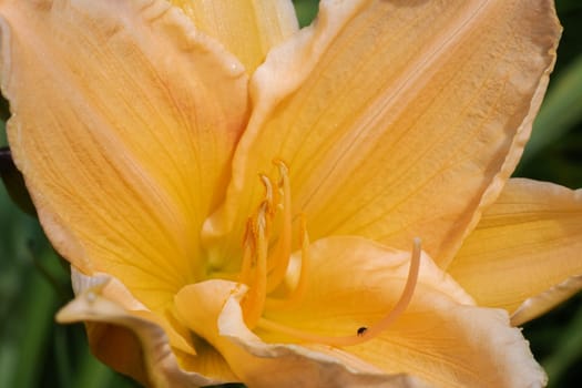 Yellow flower among green leaves close up, macro photo