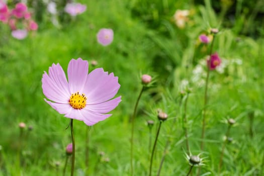 Pink flower among green leaves close up, with copy space