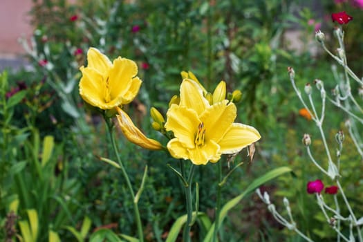Yellow flower among green leaves close up, with copy space