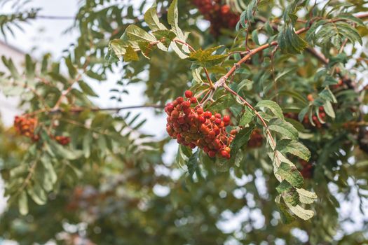 Red Rowan berries on a branch with leaves in the autumn