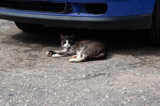 Gray cat sleeping under the car on the pavement ckose up