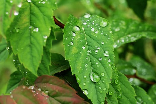 Water drops on a green leaf of a plant close up