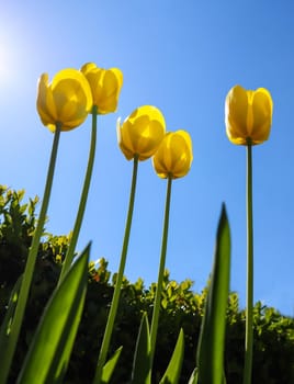 Beautiful yellow tulips in spring against blue sky