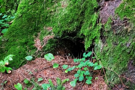 Hole to stump in the woods close up, wild animal dwelling