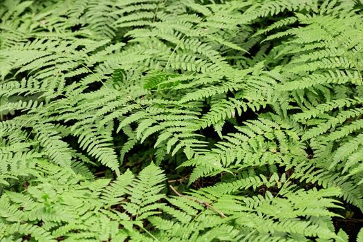 Fern leaves in the forest close up, background or texture