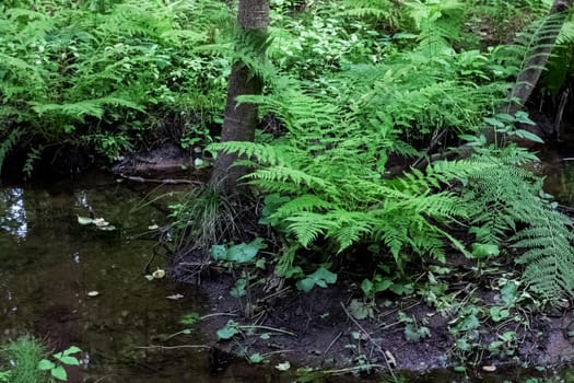 A small stream in the forest and thickets on the banks in summer