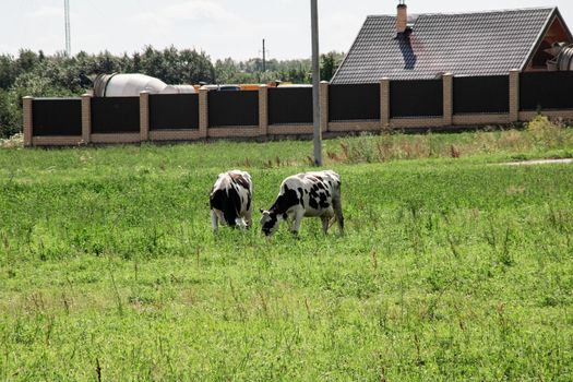 Two cows graze in a green meadow close up