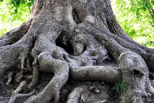 Big roots of very old tree close up in summer