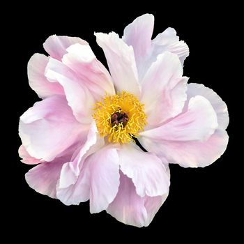 White and pink peony flower isolated on black background