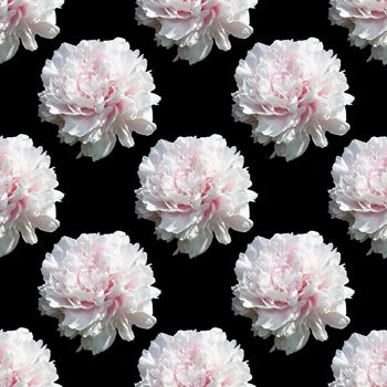 Floral background. Seamless pattern with peony flower isolated on black background