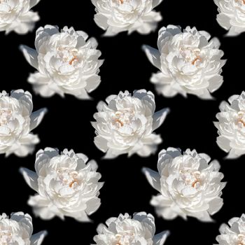 Floral background. Seamless pattern with peony flower isolated on black background