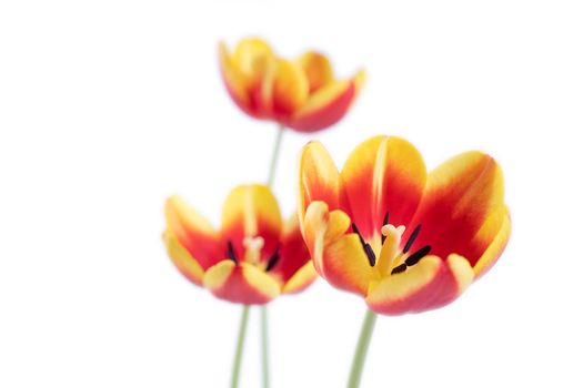 Fresh and beautiful Red and yellow tulips isolated on white background, close up of Mother's day spring flower concept.
