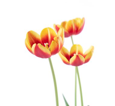 Fresh and beautiful Red and yellow tulips isolated on white background, close up of Mother's day spring flower concept.