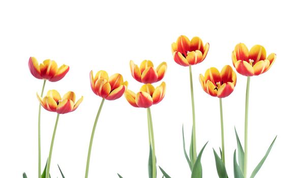 Fresh and beautiful Red and yellow tulips isolated on white background, close up of Mother's day spring flower concept.