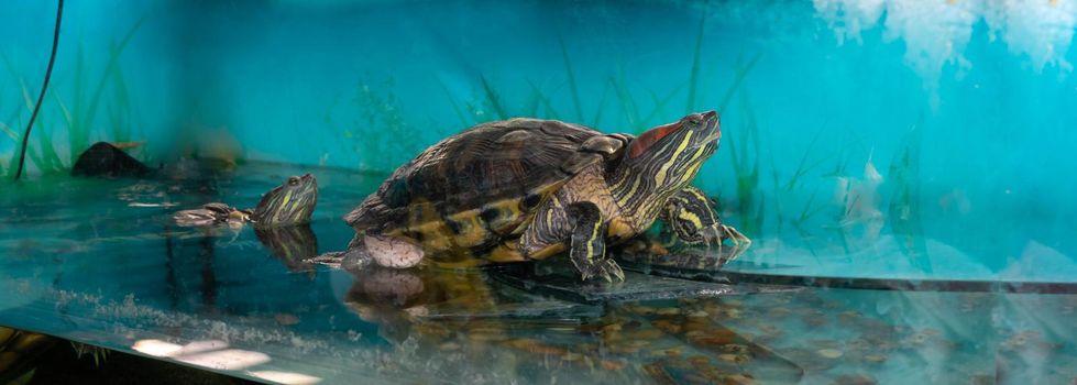 Turtle in the water. Red-eared slider swimming in the water in the aquarium.