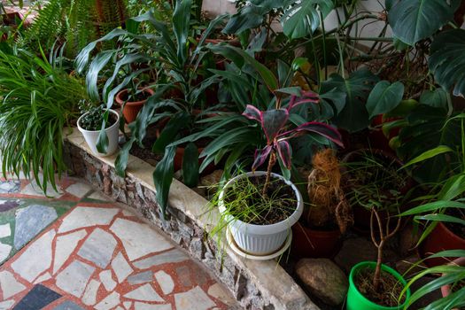 House plants, flowers on the mosaic floor. Home gardening concept.