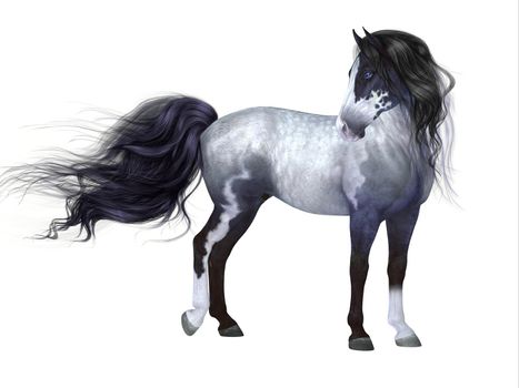 The Blue Roan is a coat color of many different breeds of horses and is distinguished by a base black color.
