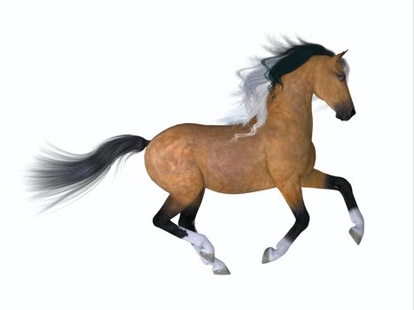 The Quarter horse is a distinctive breed developed in the America with the ability to sprint fast in the quarter mile.