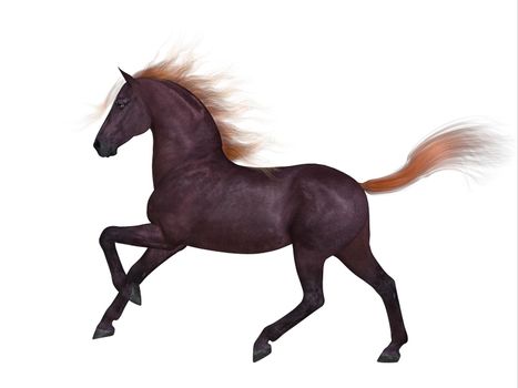 The Liver Chestnut is a coat color of many different breeds of horses and is distinguished by a lighter color in mane and tail.