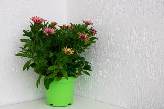 Gazania flower in a green pot on a white background. Space for text.