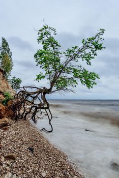 Single tree on the rocky shore at stormy overcast day