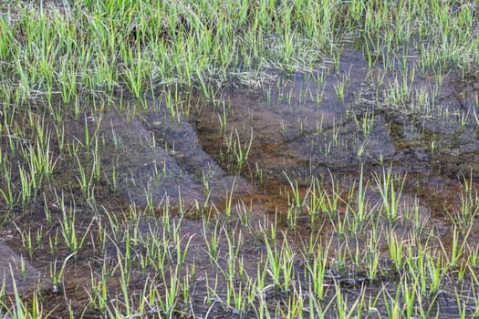 A small swamp overgrown with grass or thickets in the water.