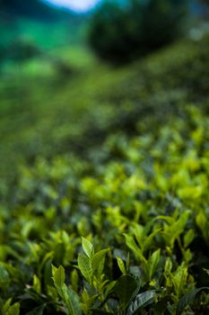 Fresh green tea plantation at Sri lanka