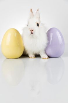 Rabbit, Bunny and easter eggs