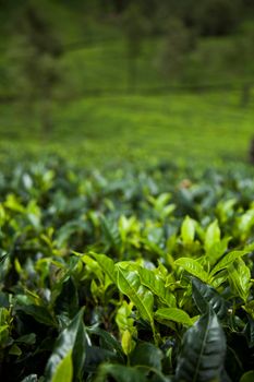 Fresh green tea plantation at Sri lanka