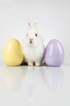 Baby bunny and egg, easter background