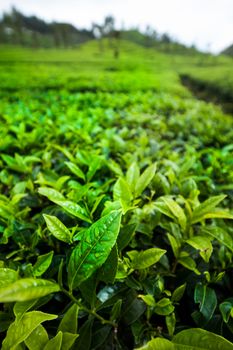 Asia, Sri lanka. Beautiful fresh green tea plantation