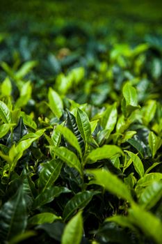 Close up of fresh tea leaves