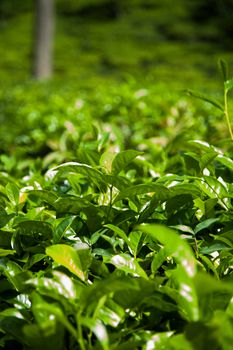 Fresh green tea plantation at Sri lanka