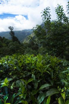 Sri lanka, Asia, Beautiful fresh green tea plantation