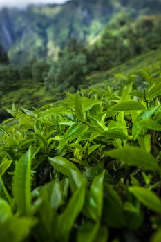 Fresh green tea plantation at Sri lanka