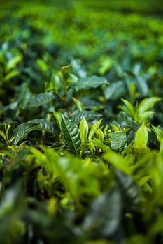 Close up of fresh tea leaves