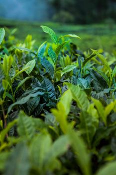 Close up of fresh tea leaves