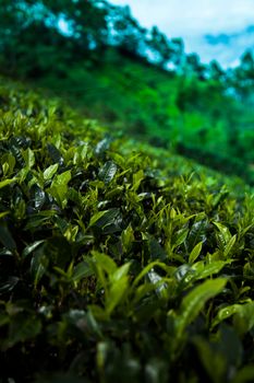 Fresh green tea plantation at Sri lanka