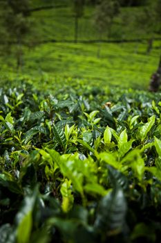 Fresh green tea plantation at Sri lanka