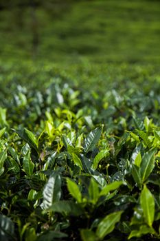 Close up of fresh tea leaves