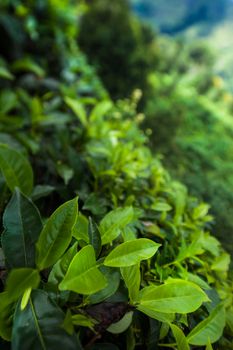 Sri lanka, Asia, Beautiful fresh green tea plantation