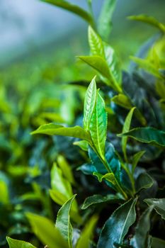 Close up of fresh tea leaves