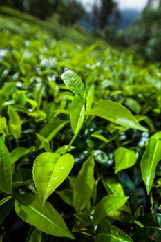 Fresh green tea plantation at Sri lanka