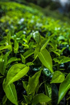 Sri lanka, Asia, Beautiful fresh green tea plantation